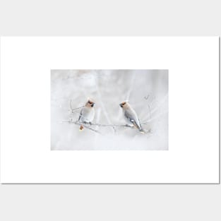 Bohemian Waxwings in winter Posters and Art